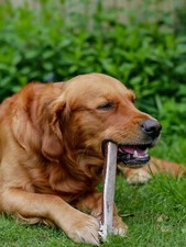 Split Wild Antler Horn Dog Chews Small to Large Dogs 100% Natural Chew - Calcium