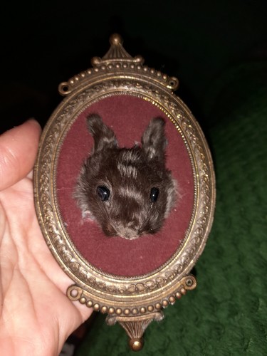 Taxidermy baby rabbit head - baby,