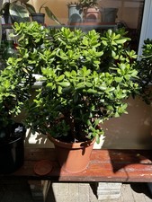 XL Giant Crassula Ovata 'Money Tree Over 30 Years Old Succulent Plant