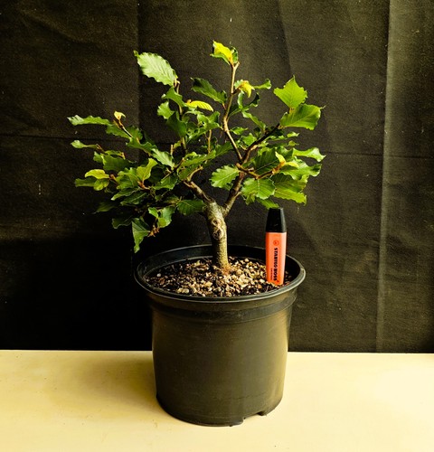 Excelent common beech pre - common,