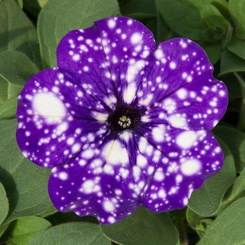 Petunia semi trailing night - petunia, semi-trailing