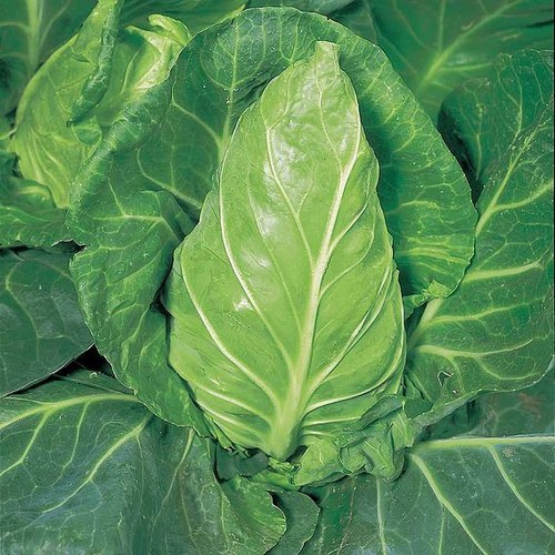 Cabbage april plug - x6,