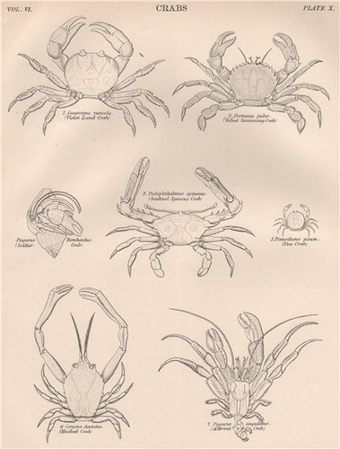 Crab violet land velvet - violet,