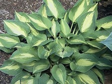 Hosta Xanadu (2 Lt Plants Sent