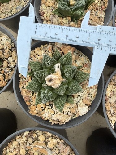 Raresucculent plant ariocarpus - raresucculent,