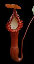 Nepenthes Eddsiana Seedgrown 