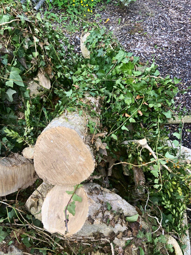 Untreated box log offcuts x - log, 1m