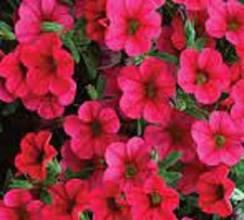 3  X  MIX  C   CALIBRACHOA