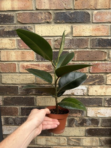 Ficus robusta indoor rubber - ficus,