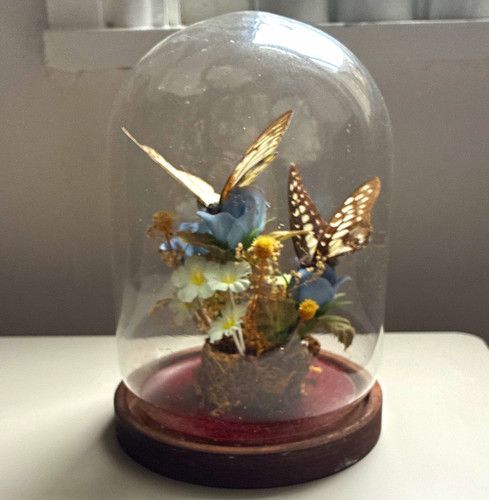 Mounted butterfly taxidermy - mounted,