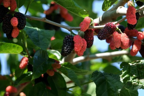 Illinois everbearing mulberry - everbearing,