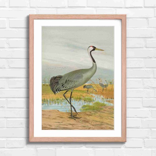 Elegant red crowned - red-crowned, crane