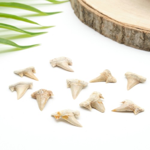 Genuine otodus shark tooth - otodus,