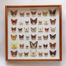 A LOVELY COLLECTION OF 42