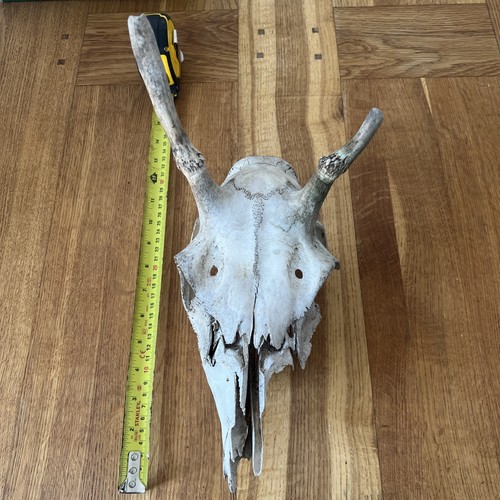 Red deer pricket - deer, with