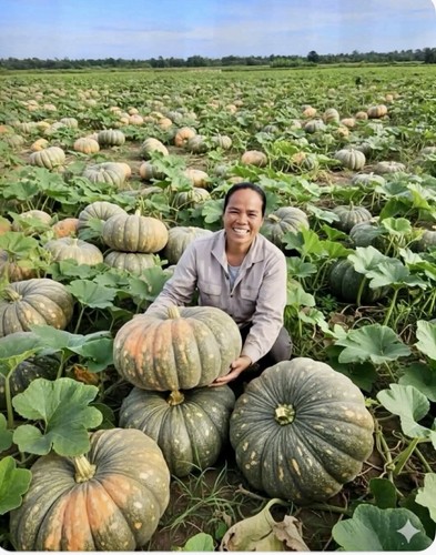 Tasty vietnam giant - 🧡, sweet