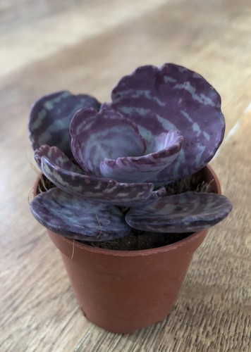 Kalanchoe humilis dessert - humilis, ‘dessert