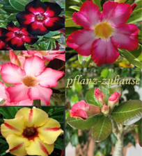 Adenium Obesum. Seed mix of own plants, 10 seeds. Desert Rose.