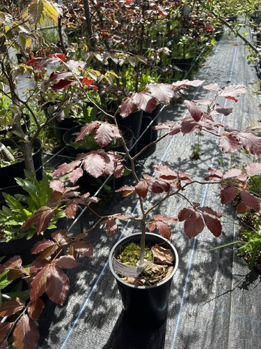 Purple copper beech - beech,