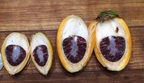 Red betel nut ugam - nut,,