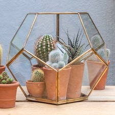 Pentagon terrarium with tray