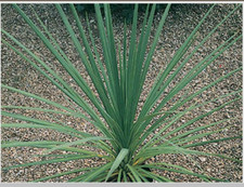 Cordyline Plant Cabbage Palm