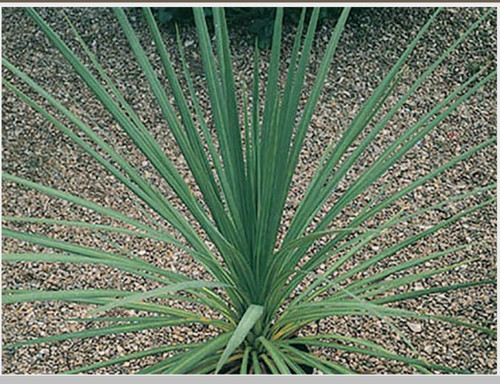 Cordyline plant cabbage palm - cabbage,