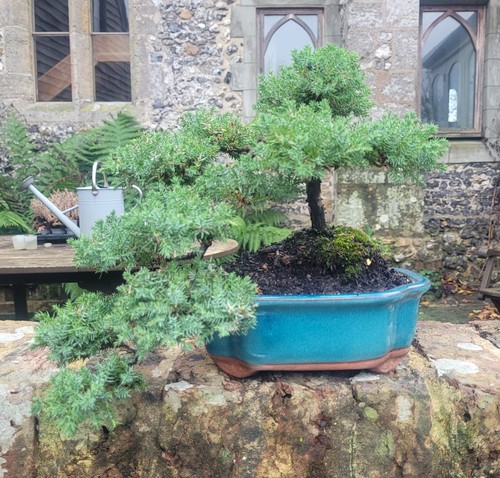 Juniperus chinensis semi - juniperus,
