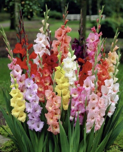 Gladioli large flowering - gladioli,
