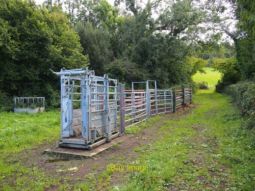 Photo 6x4 cattle crush and - crush,