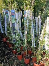 Scented star Jasmine plant EVERGREEN winter hardy white flowering 2L 1.2M tall