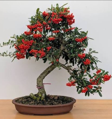 Hardy flowering pyracantha - hardy,