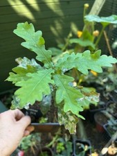 General Pulaski Oak tree, Oak