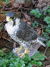 PEREGRINE FALCON, Life Size Home & Garden Ornament. Very Realistic. Bird Scarer?