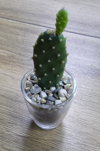 Opuntia quitensis prickly pear - opuntia,