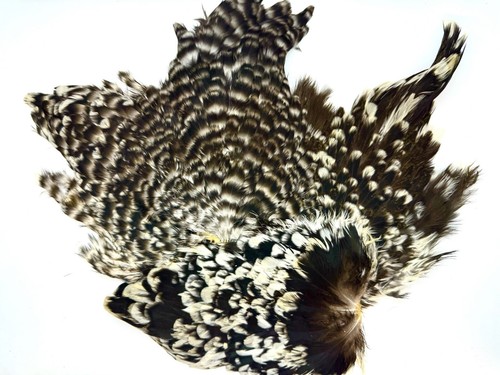 Grade grizzly hen - grade,