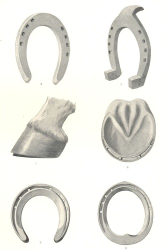Horse shoes fore shoe - horse, fore-shoe