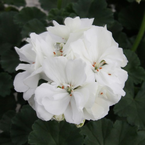 Geranium zonal moonlight - geranium,