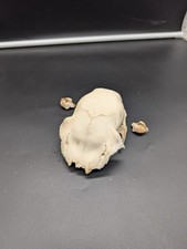 British Fallow Doe Cap Skull