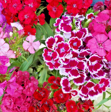 1000x Sweet William Herald Of