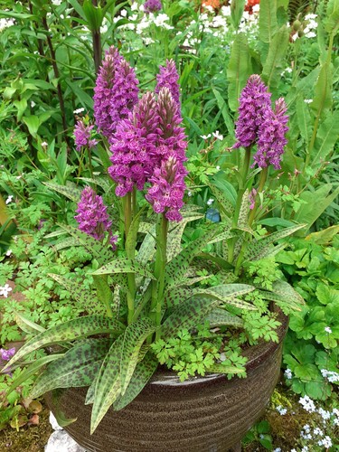 Dactylorhiza broomhill beauty - dactylorhiza,