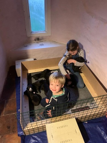 Whelping box pen 1m with - whelping,