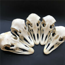 wholesale 1-10 pcs Real Ostrich Skull collectable Animal Taxidermy specimens