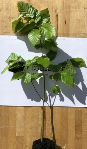 Green beech - (fagus, sylvatica)