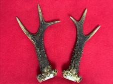 PAIR OF ROE DEER ANTLERS 
