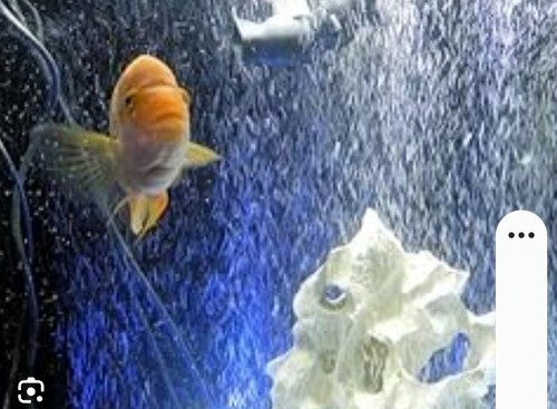 Seachem american cichlid salt - american,