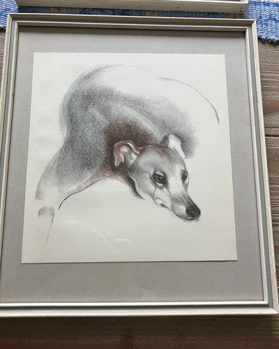 Greyhound stylish john - greyhound,