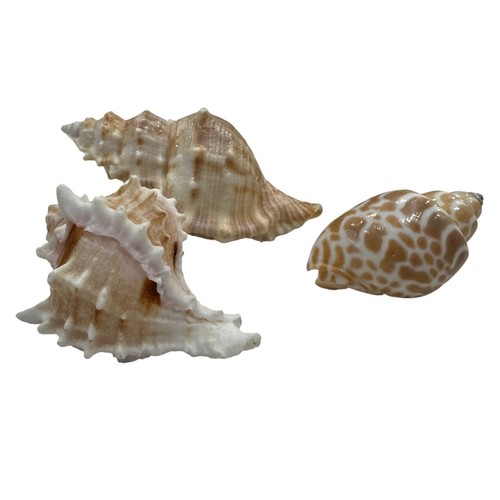 Natural seashell collection - natural,