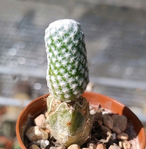 Cactus mammillaria albiflora - cactus,