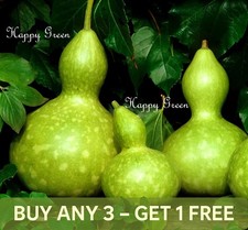 Large Bottle Gourd - Squash -